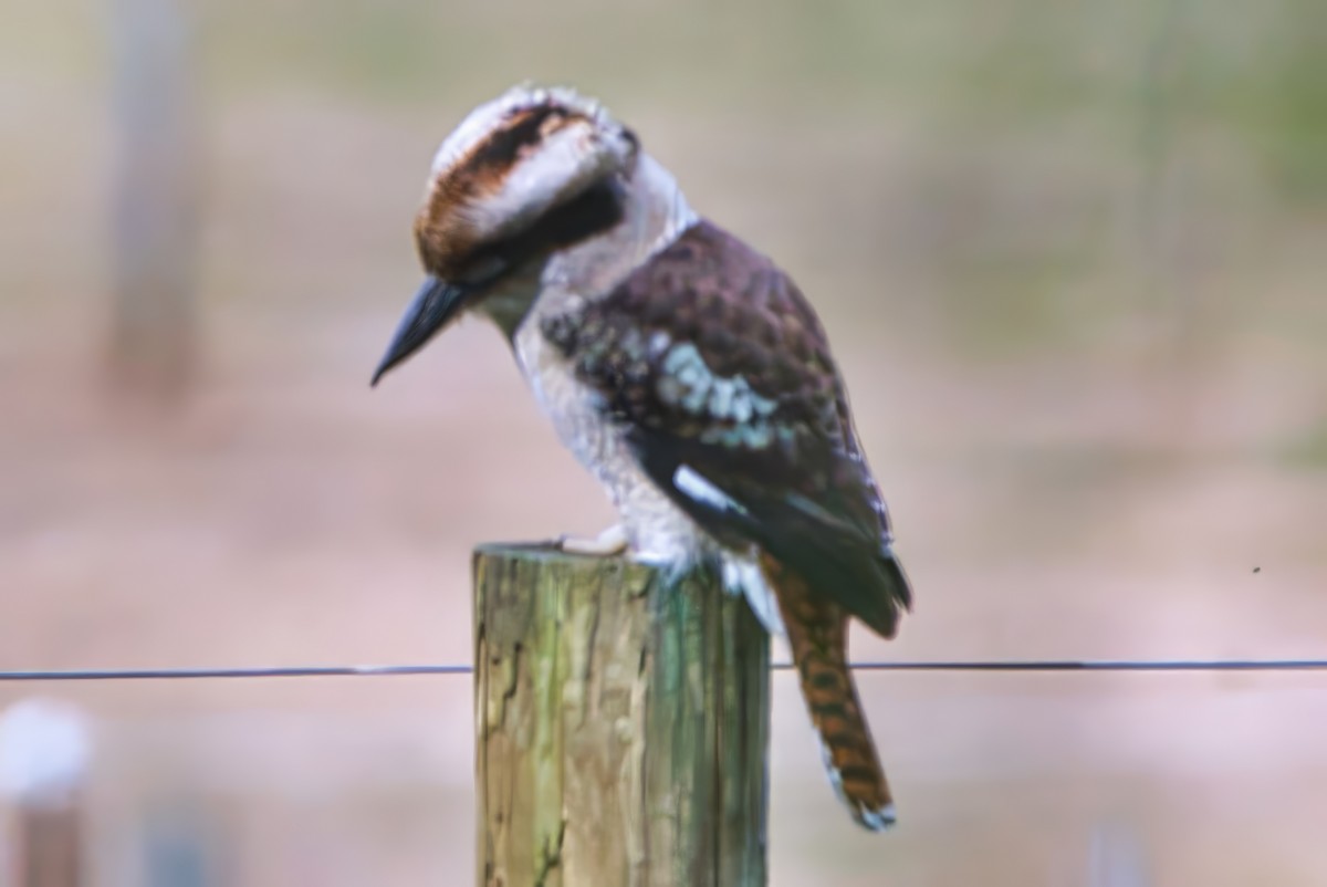 Laughing Kookaburra - ML631738759