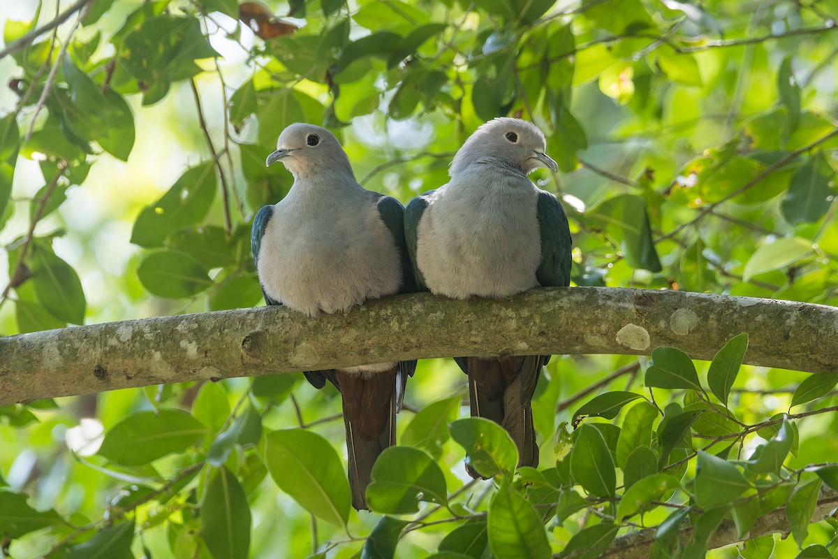 Green Imperial-Pigeon (Green) - ML631738827
