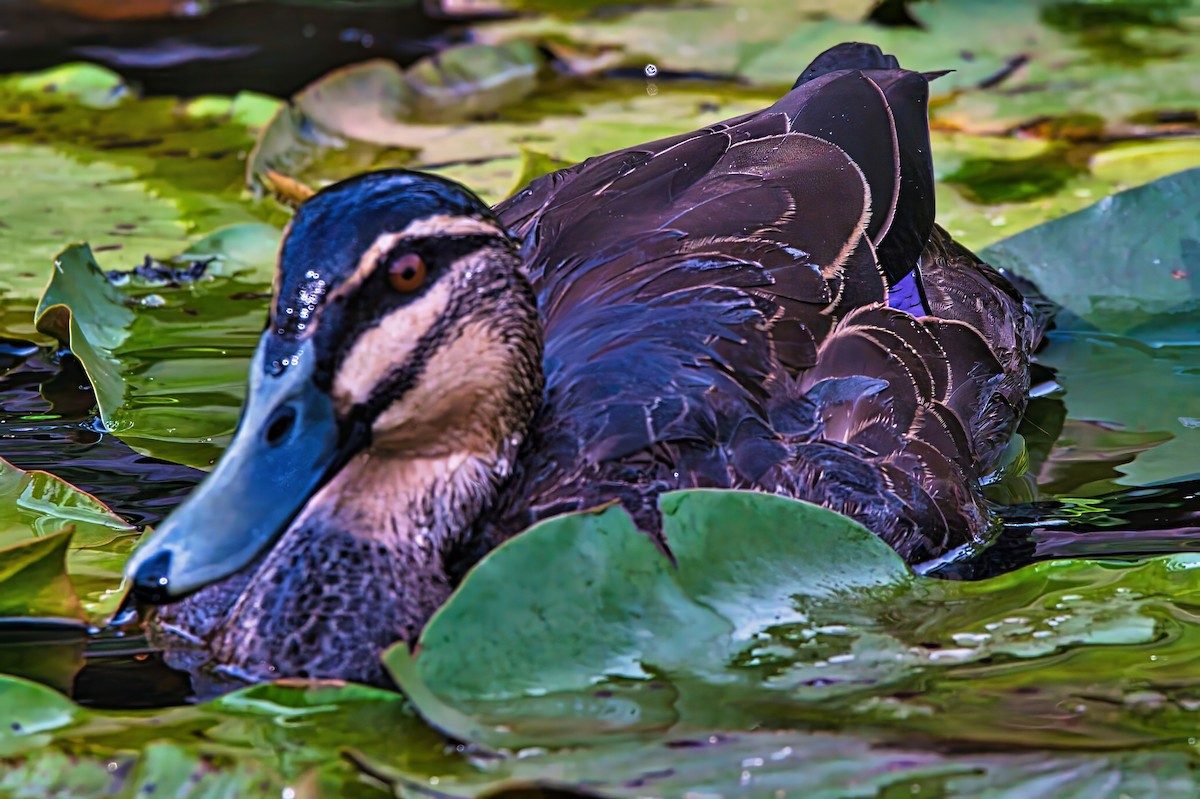 Pacific Black Duck - ML631738835