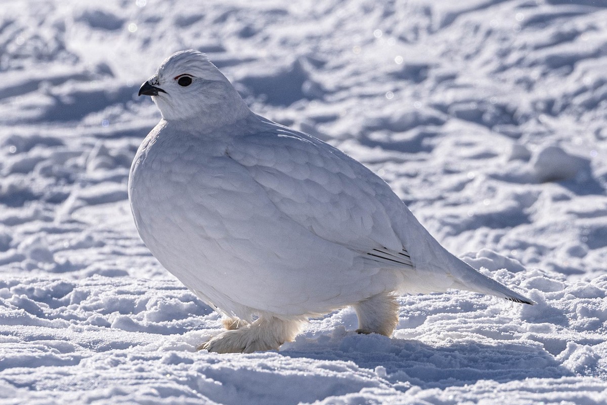 Willow Ptarmigan - ML631738852