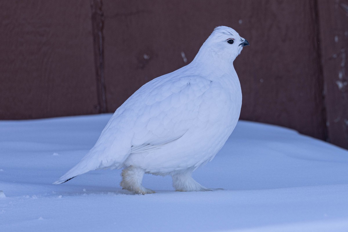 Willow Ptarmigan - ML631738853