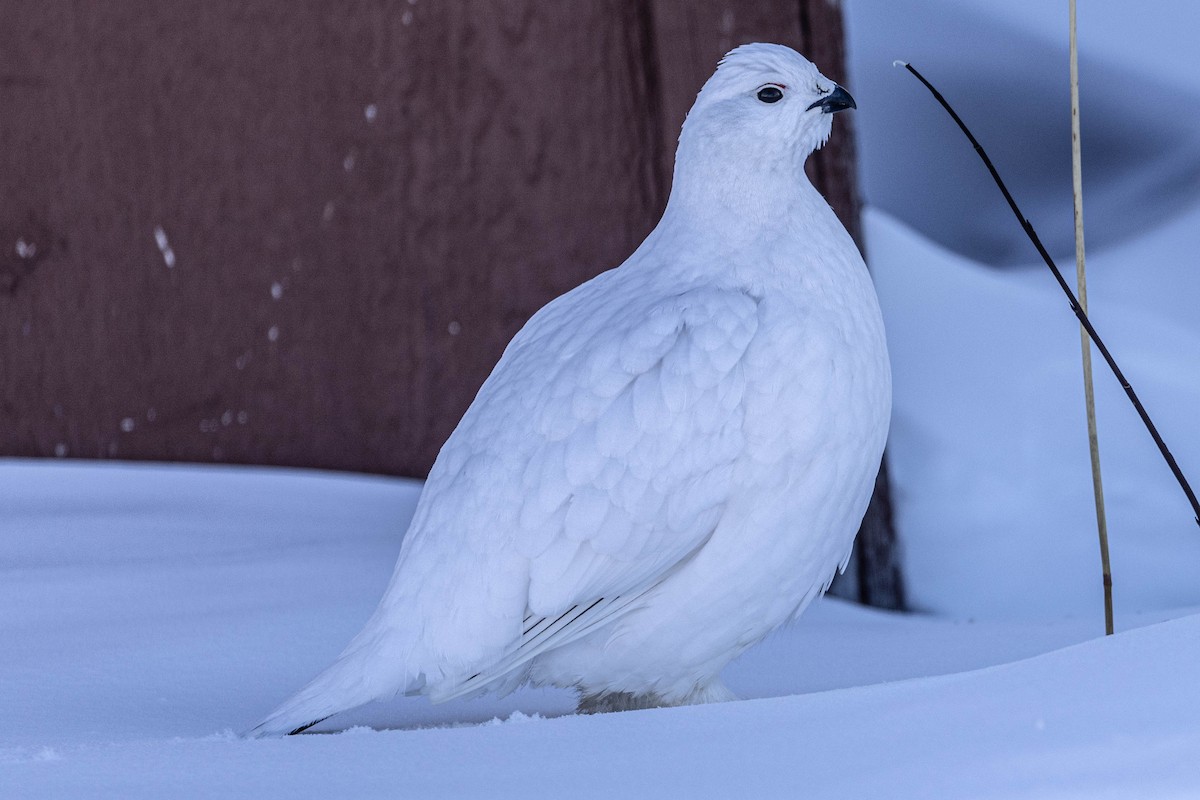 Willow Ptarmigan - ML631738855