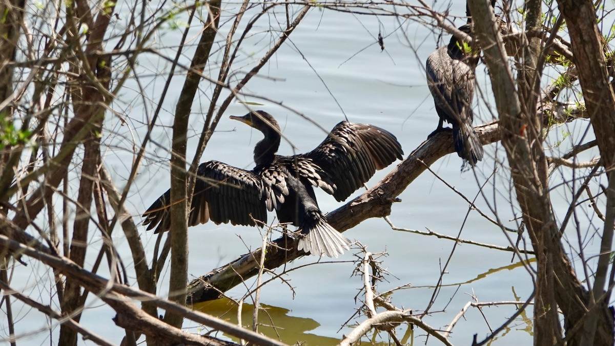 Neotropic Cormorant - Mark W11 Kulstad