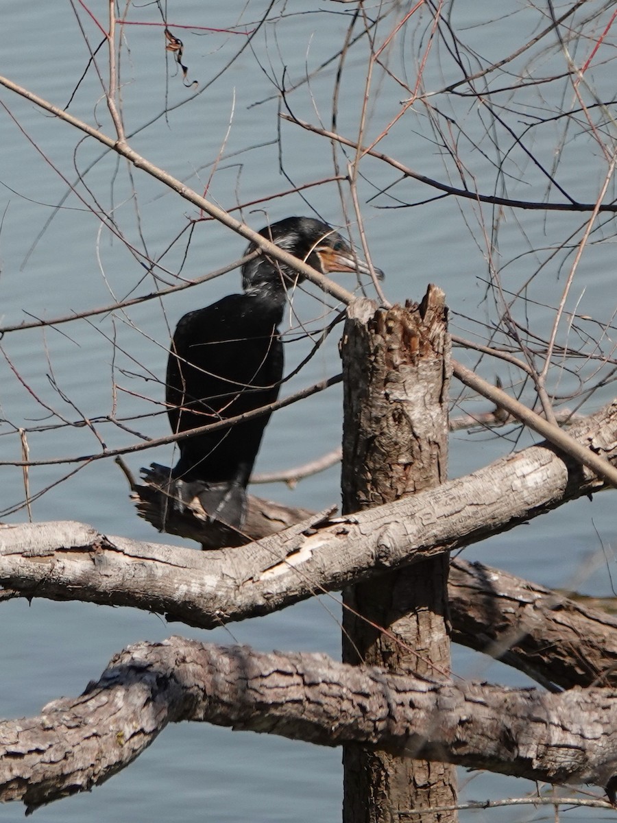 Neotropic Cormorant - Mark W11 Kulstad
