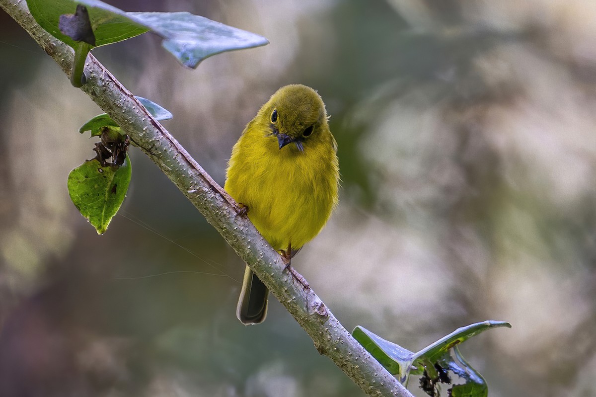Citrine Canary-Flycatcher - ML631738901
