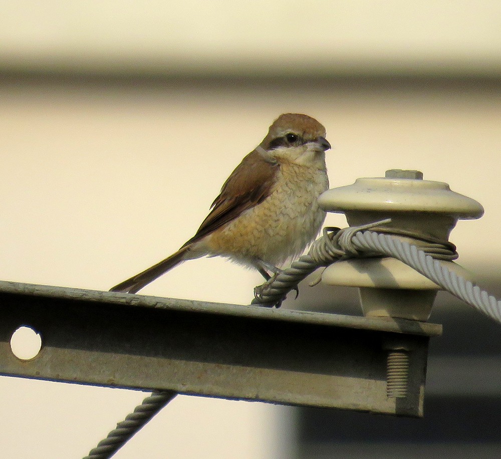 Brown Shrike - ML631738968