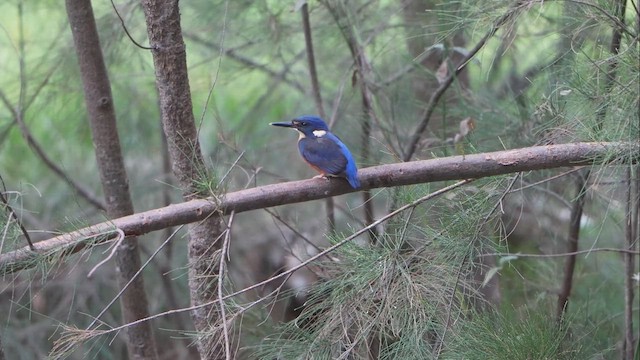 Azure Kingfisher - ML631738990