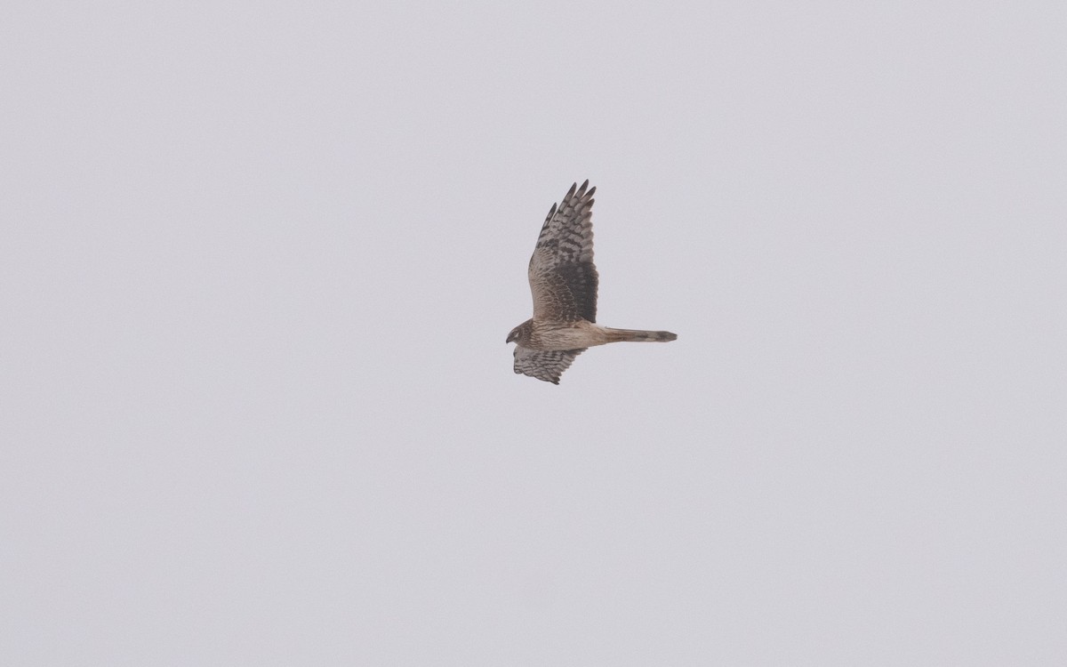 Pallid Harrier - ML631738997