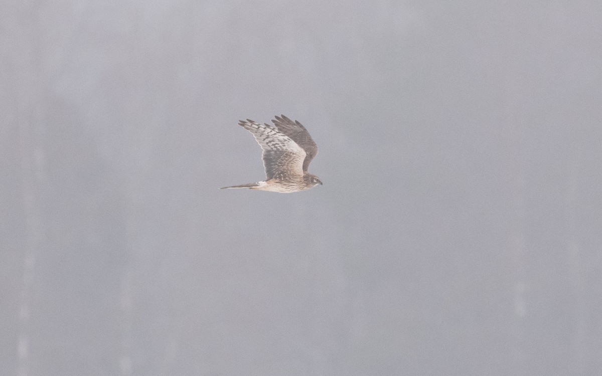 Pallid Harrier - ML631738998