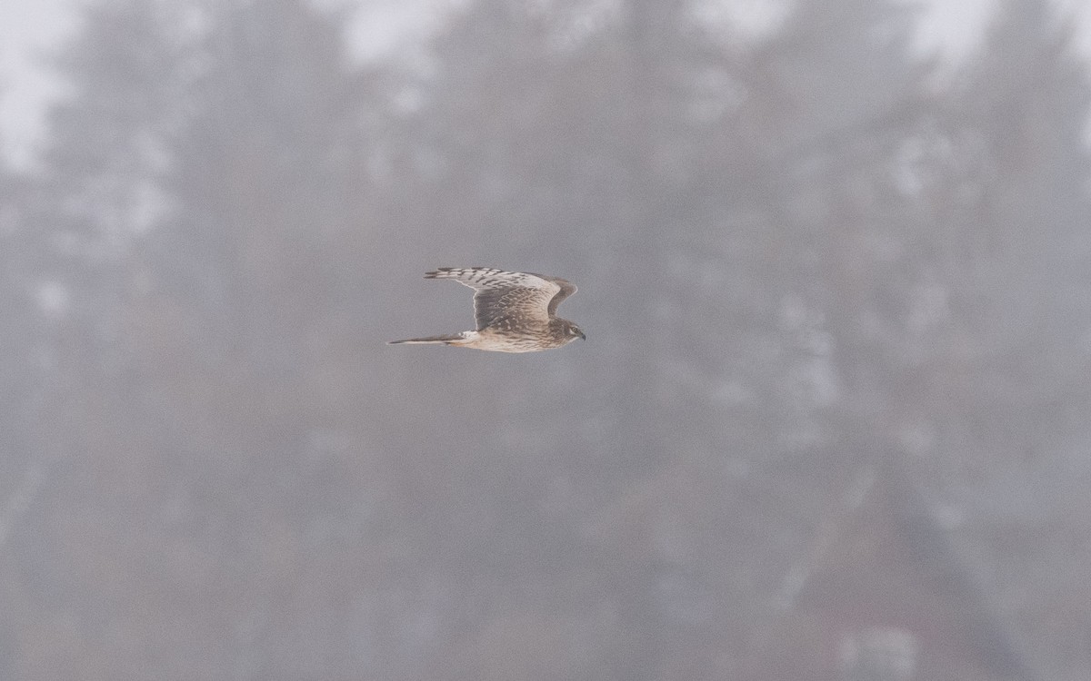Pallid Harrier - ML631738999