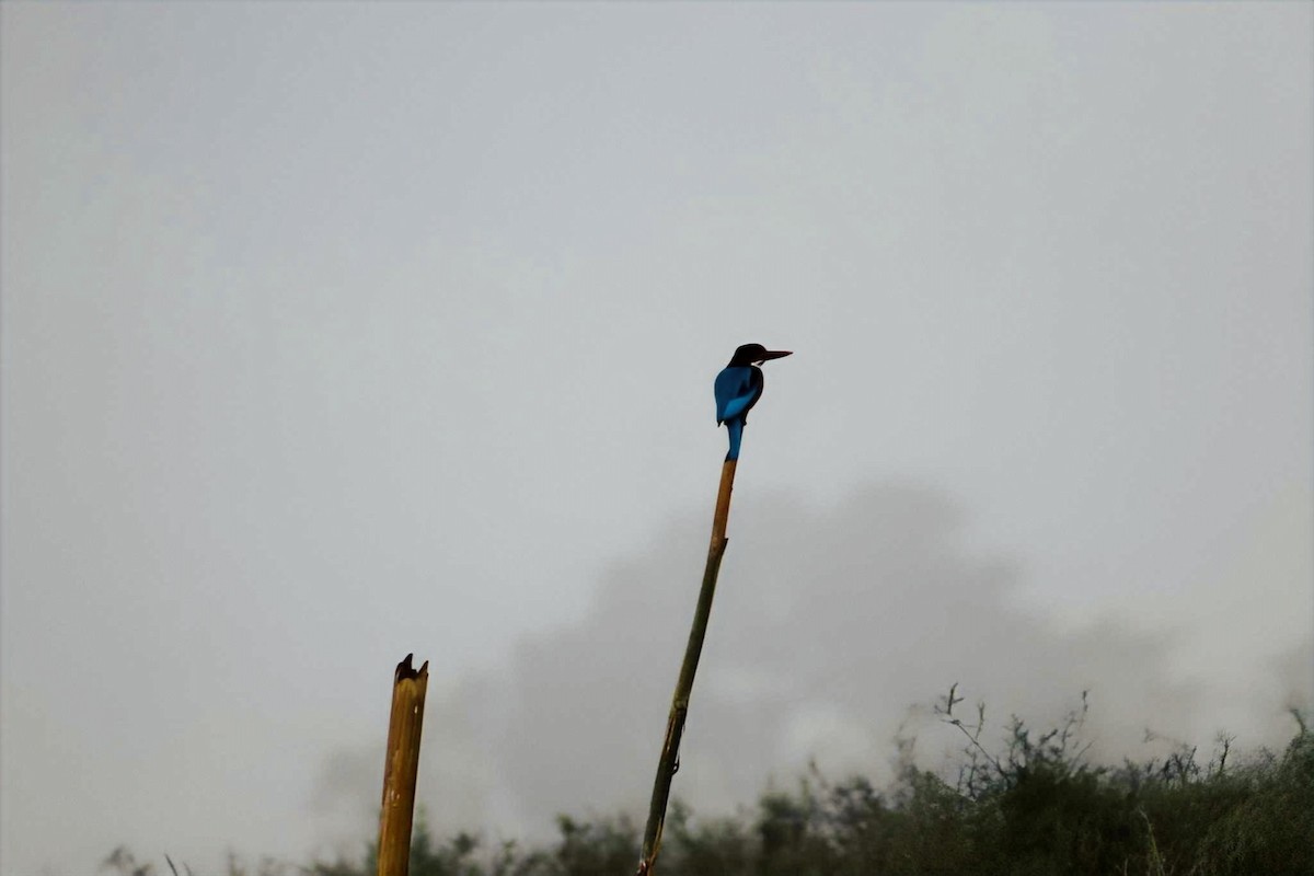 White-throated Kingfisher - ML631739028
