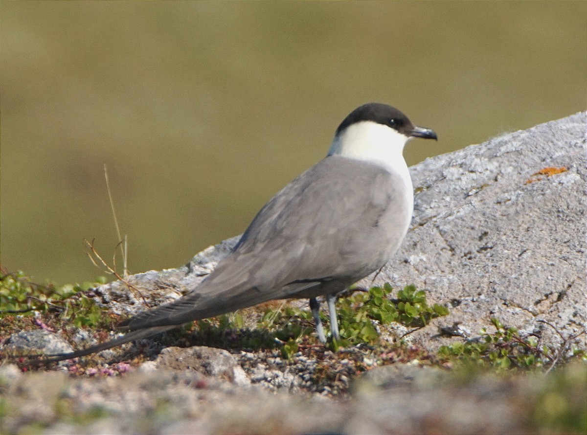 Урт сүүлт хайлгана - ML631739030