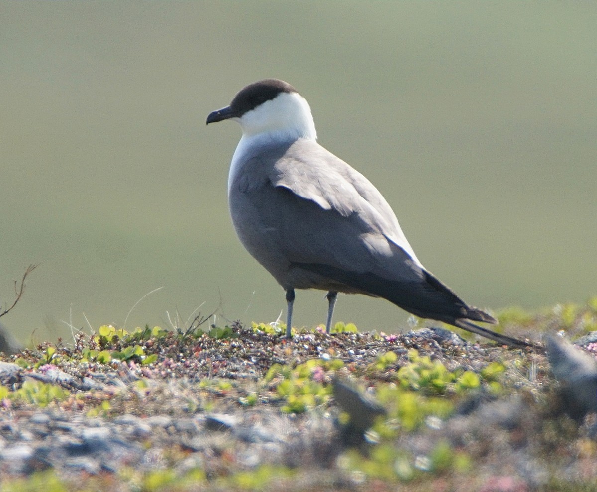 Урт сүүлт хайлгана - ML631739031