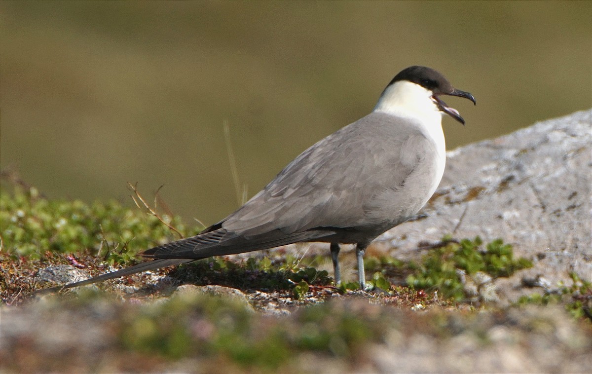 Урт сүүлт хайлгана - ML631739032