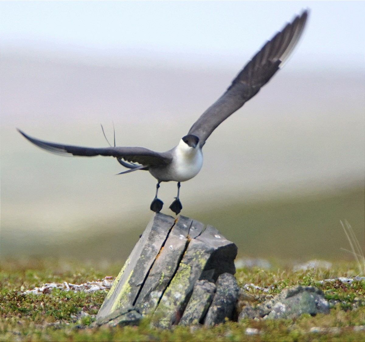 Урт сүүлт хайлгана - ML631739033