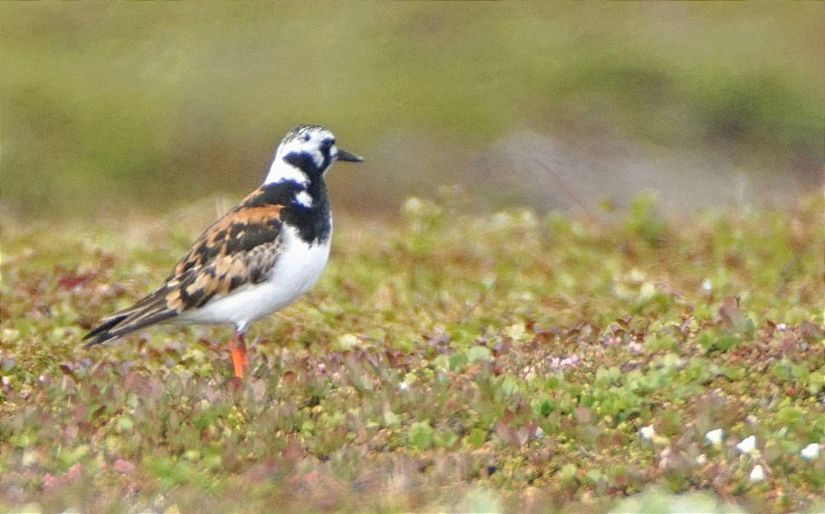 Алаг хайргач - ML631739043