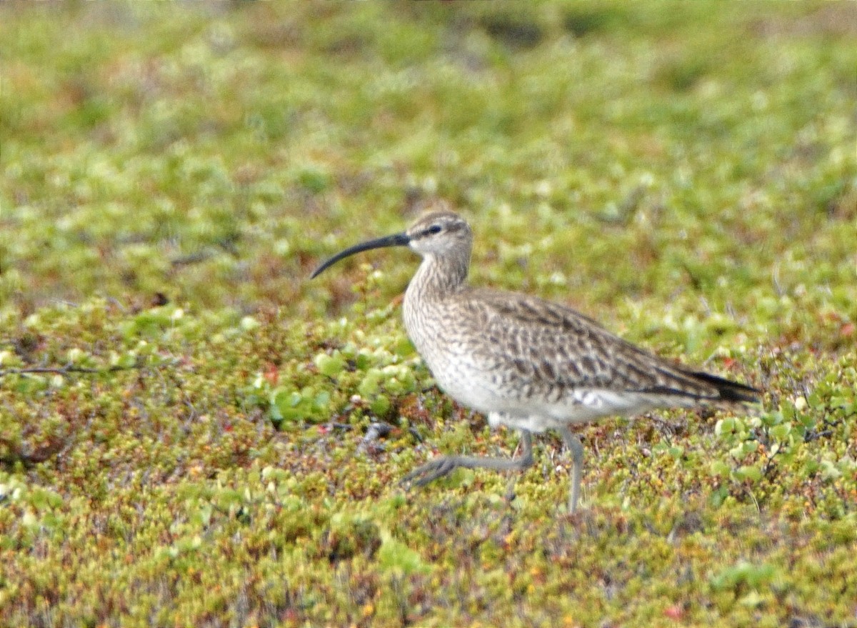 Eurasian Whimbrel - ML631739045