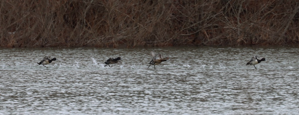Ring-necked Duck - ML631739117