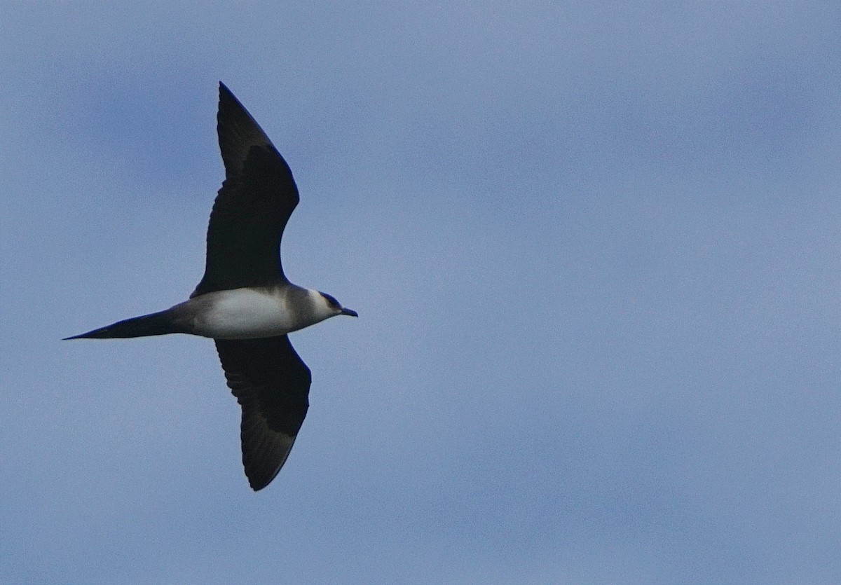 Годон хайлгана - ML631739119