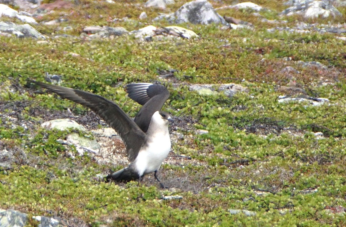 Урт сүүлт хайлгана - ML631739127