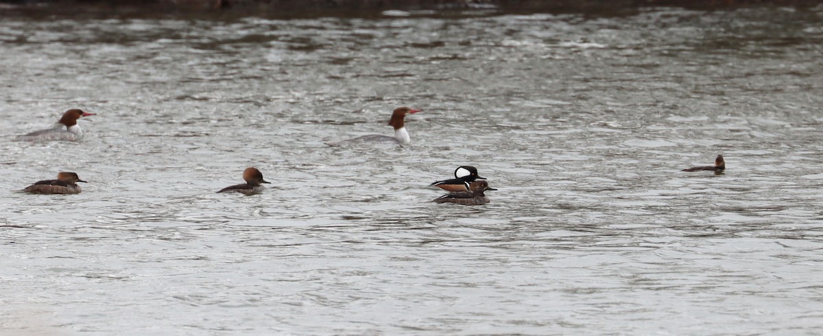 Hooded Merganser - ML631739134