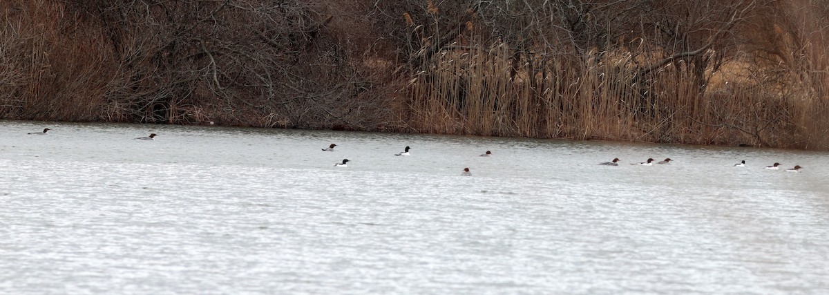 Common Merganser - ML631739146