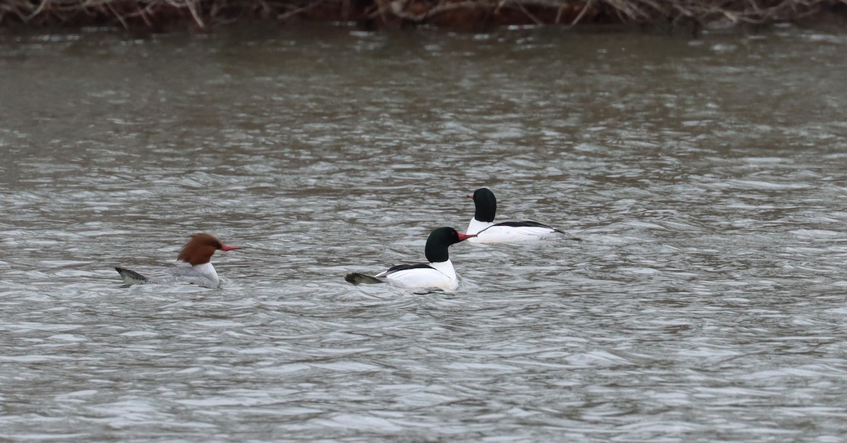 Common Merganser - ML631739160