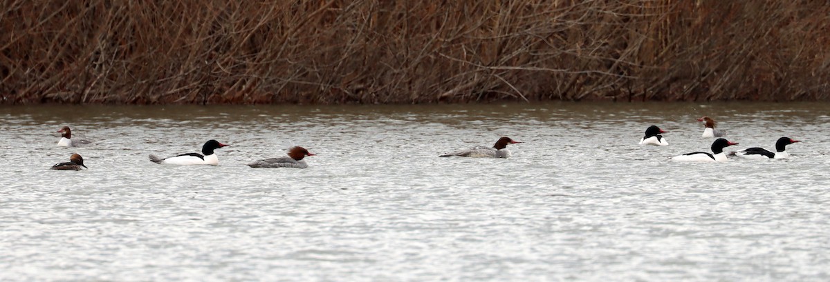 Common Merganser - ML631739165