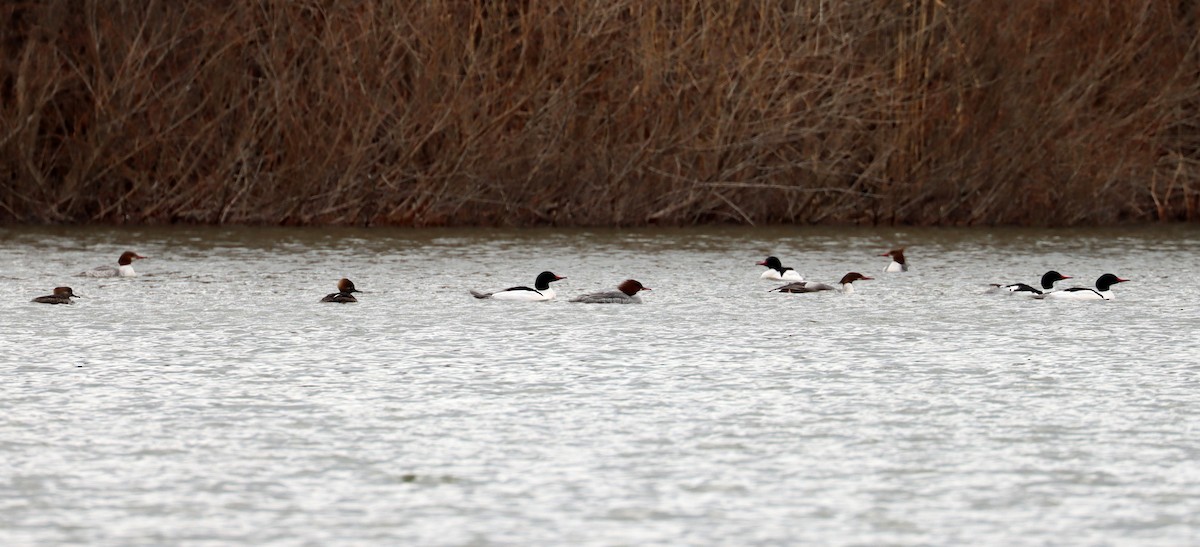 Common Merganser - ML631739170