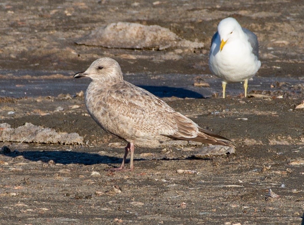 Iceland Gull (Thayer's) - ML631739493