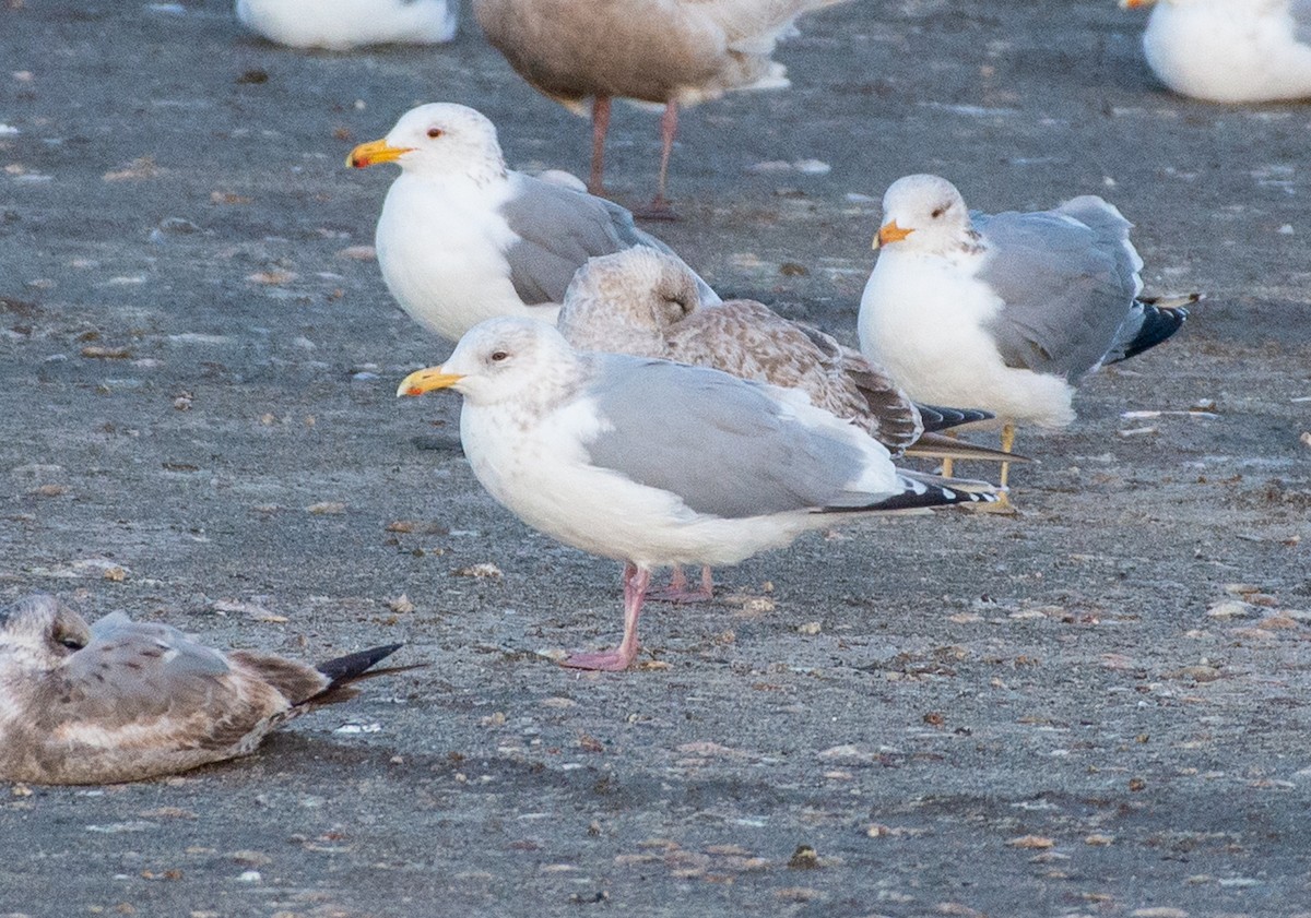 Iceland Gull (Thayer's) - ML631739501