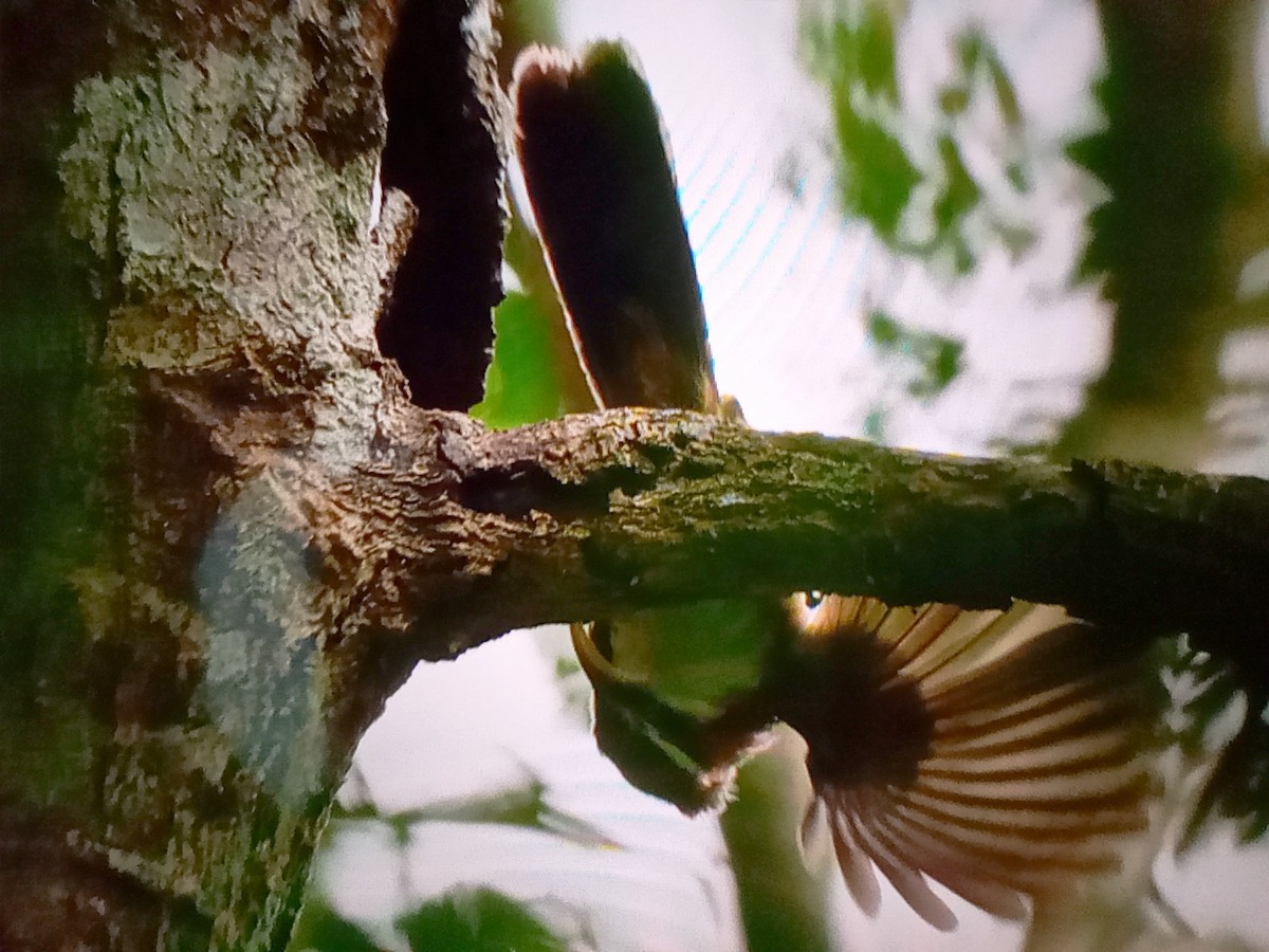 White-browed Scimitar-Babbler - ML631739584