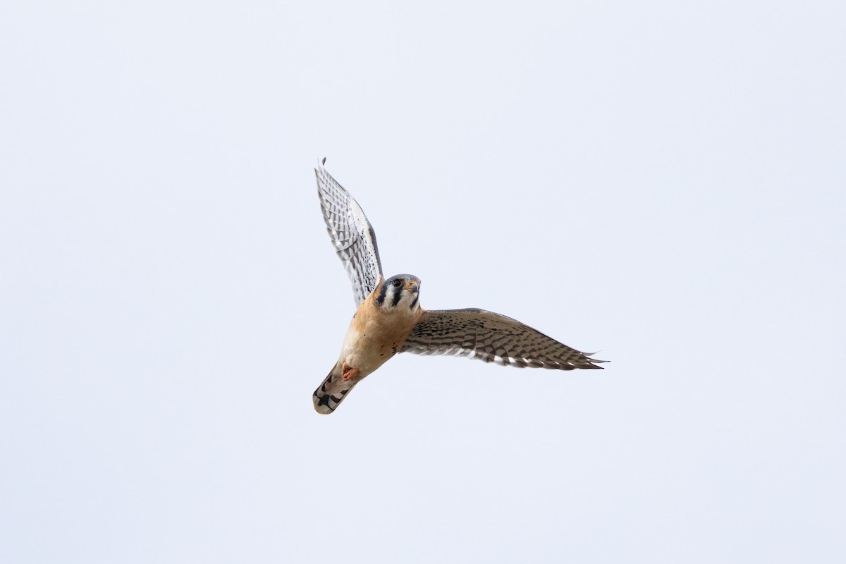 American Kestrel - ML631739652