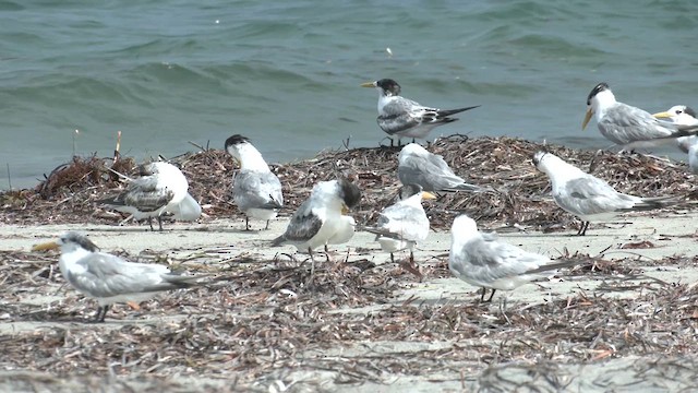 Great Crested Tern - ML631740121