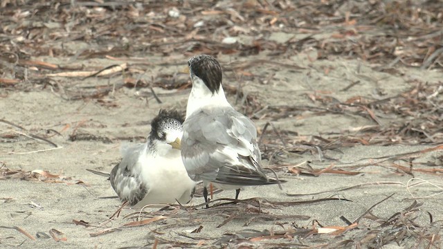 Great Crested Tern - ML631740122