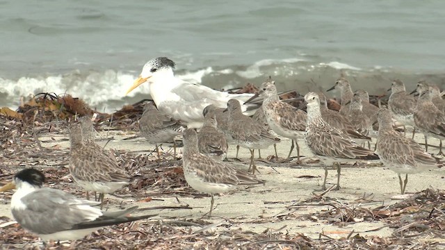 Great Knot - ML631740127