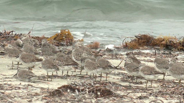 Great Knot - ML631740130