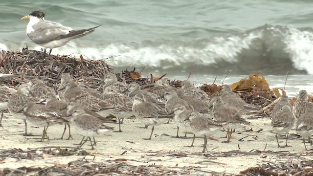 Great Knot - ML631740133