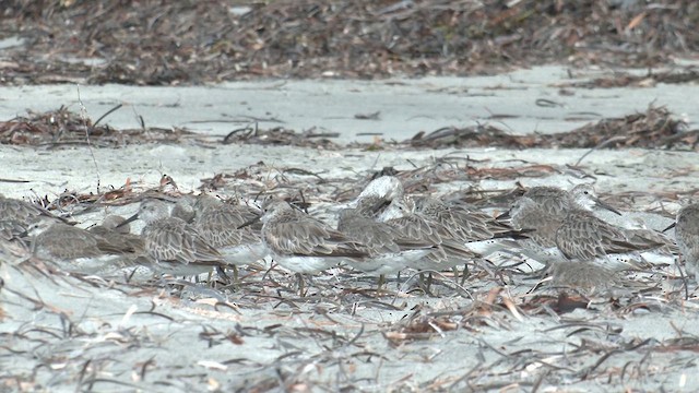 Red Knot - ML631740138