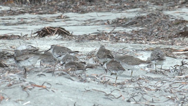 Red Knot - ML631740139
