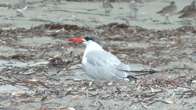 Caspian Tern - ML631740147