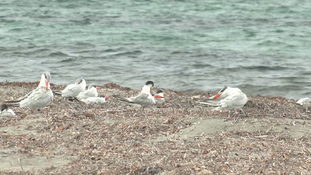 Caspian Tern - ML631740149