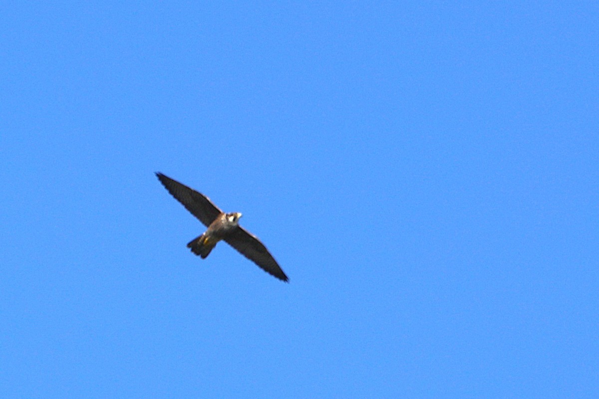 Peregrine Falcon - ML631740375