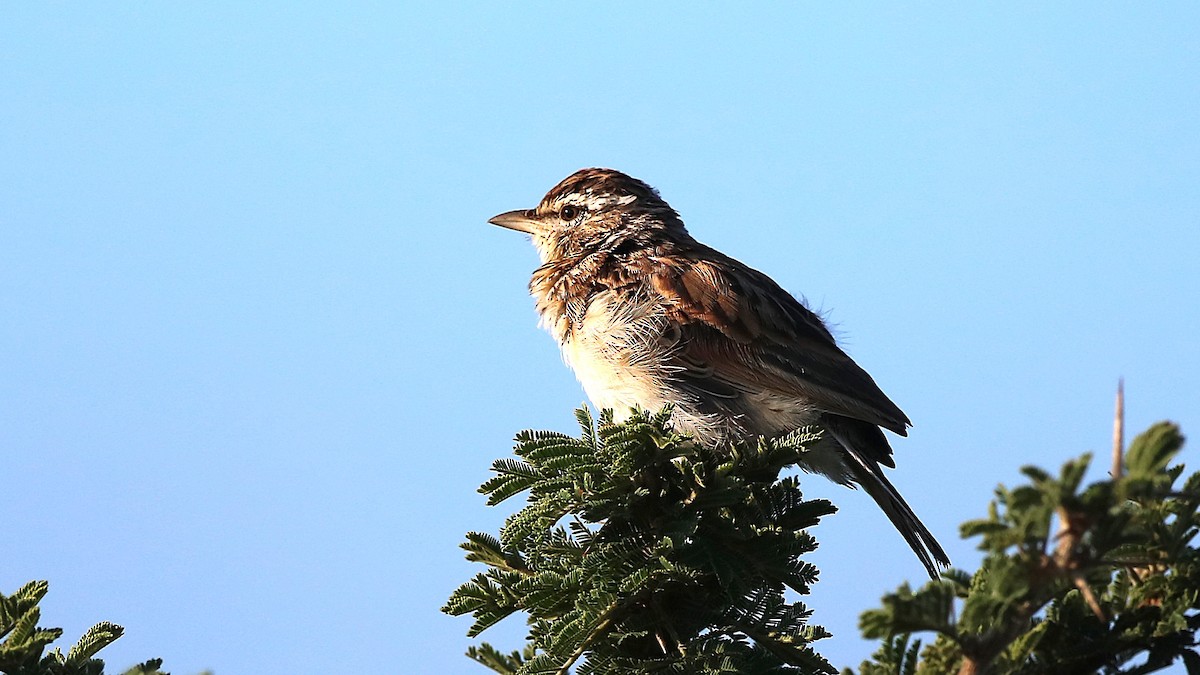 Sabota Lark - ML631740425