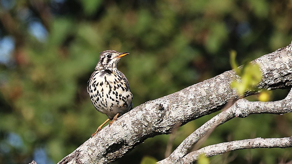 Groundscraper Thrush - ML631740429