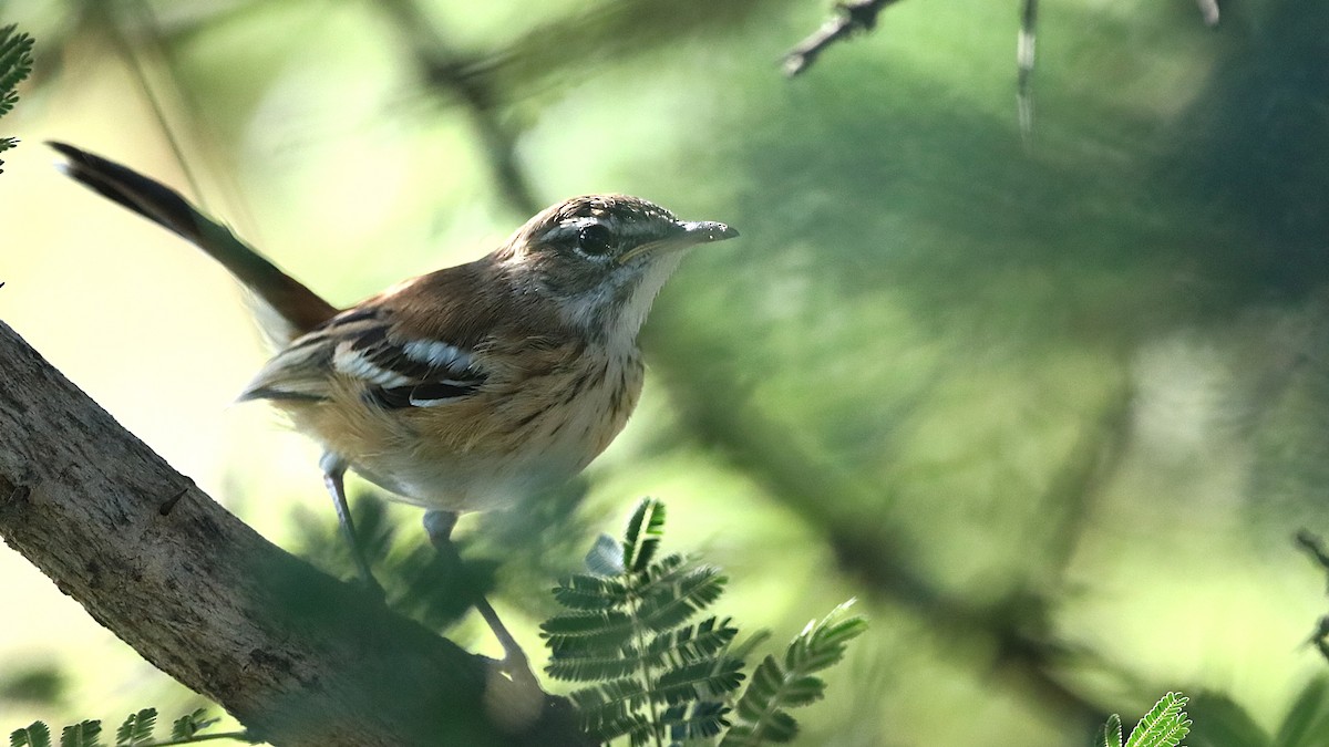 White-browed Scrub-Robin (Red-backed) - ML631740432