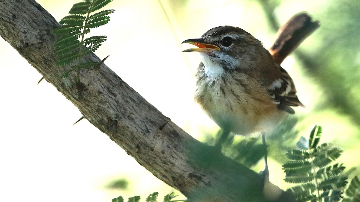 White-browed Scrub-Robin (Red-backed) - ML631740433