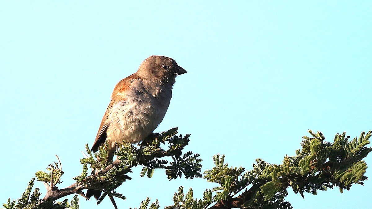 Southern Gray-headed Sparrow - ML631740435