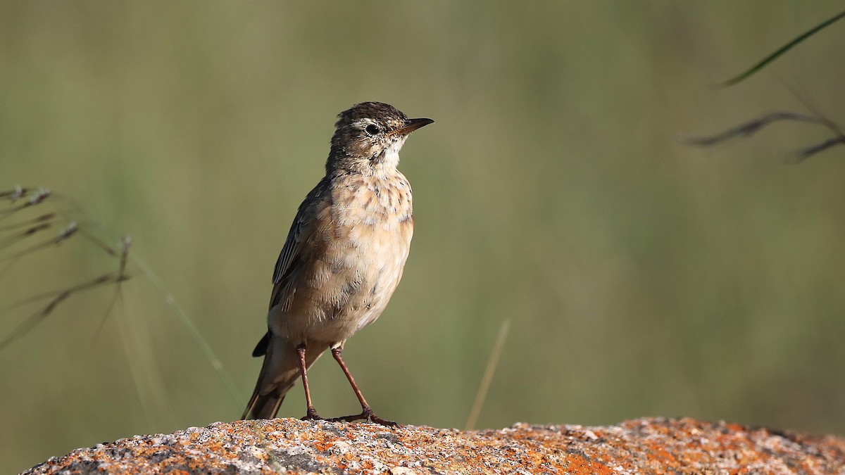 African Pipit - ML631740436