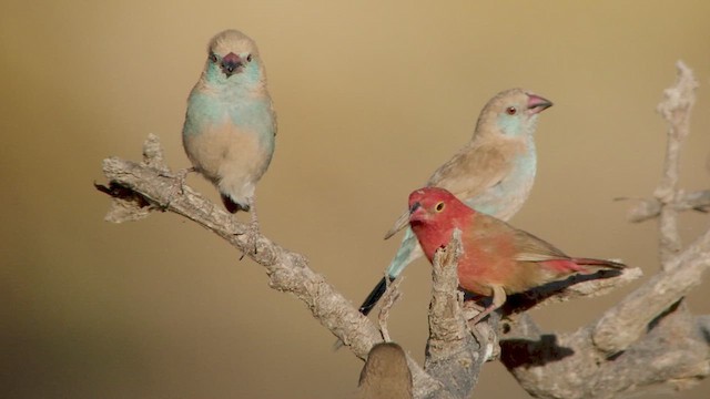 Red-billed Firefinch - ML631740643